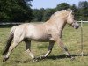 stallion Inderk (Fjord Horse, 2002, from Ibsen)