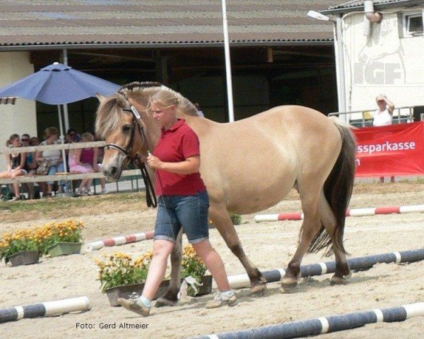 broodmare Hanna (Fjord Horse, 1997, from Haavard)