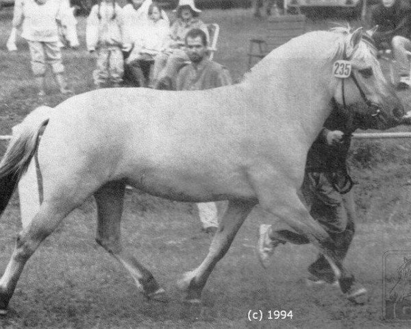 Zuchtstute Inka (Fjordpferd, 1991, von Illiano)