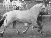 broodmare Inka (Fjord Horse, 1991, from Illiano)