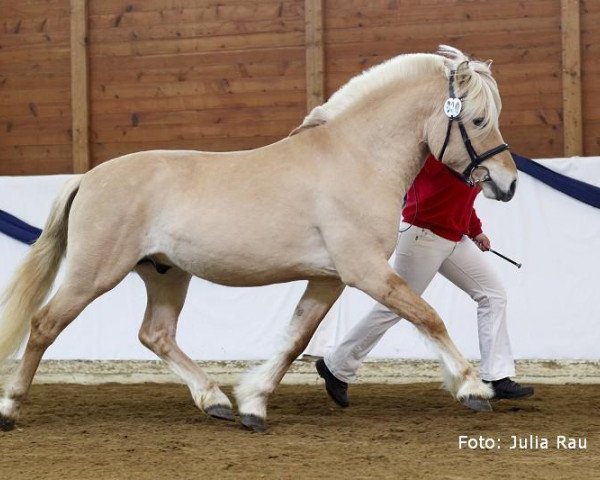 stallion Inesco (Fjord Horse, 2006, from Inrico)