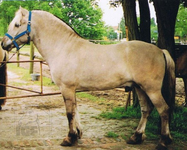 stallion Ingmar (Fjord Horse, 1989, from Illiano)