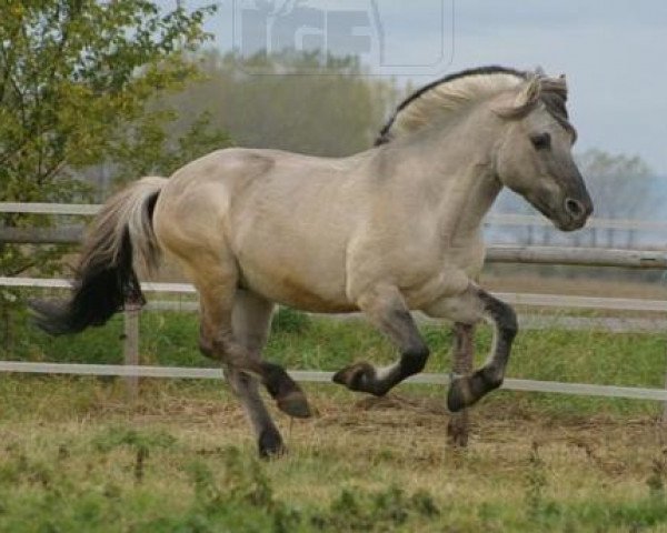 stallion Ingolf (Fjord Horse, 1996, from Illiano)