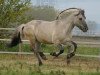 stallion Ingolf (Fjord Horse, 1996, from Illiano)