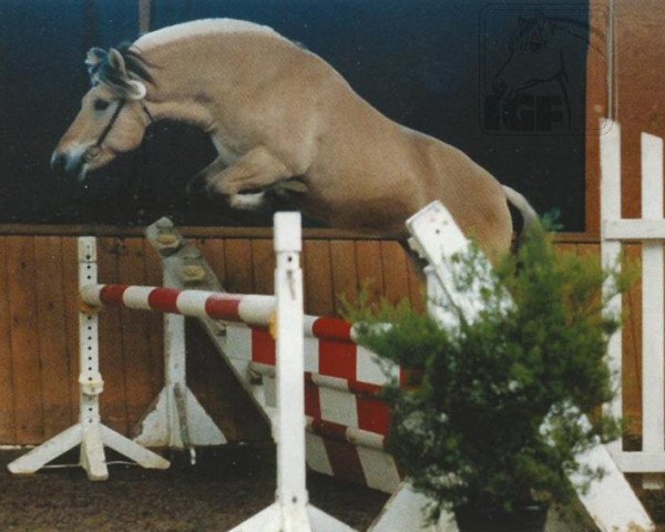 horse Iono (Fjord Horse, 1998, from Irving)