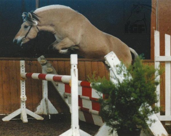 Pferd Iono (Fjordpferd, 1998, von Irving)