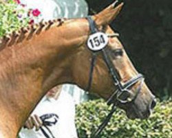 broodmare Kate (Trakehner, 1998, from Friedensfürst)