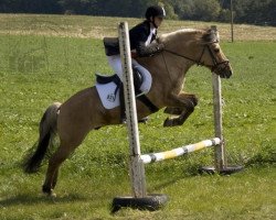 stallion Ironimus (Fjord Horse, 1990, from Illiano)