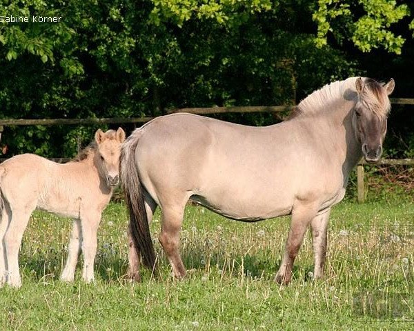 broodmare Irenka (Fjord Horse, 1992, from Illiano)