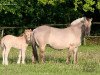 broodmare Irenka (Fjord Horse, 1992, from Illiano)