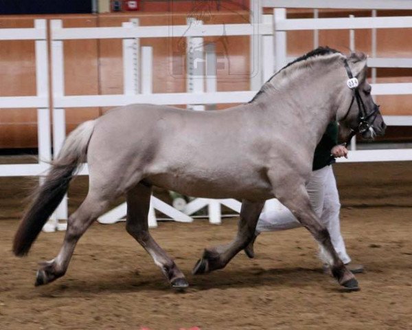 horse Iron Man (Fjord Horse, 2004, from Ismo)