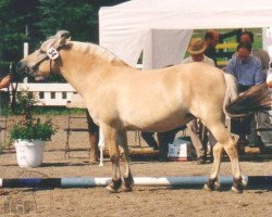 broodmare Iewalda (Fjord Horse, 1988, from Barstad)