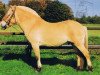 stallion Irwin (Fjord Horse, 1995, from Igor)