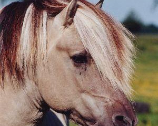 stallion Isidor (Fjord Horse, 1987, from Imre)
