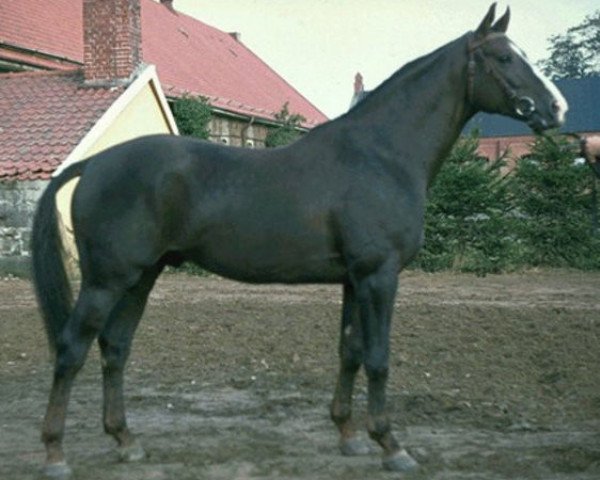 stallion Hertigen (Swedish Warmblood, 1971, from Nepal)