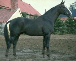 Deckhengst Hertigen (Schwedisches Warmblut, 1971, von Nepal)