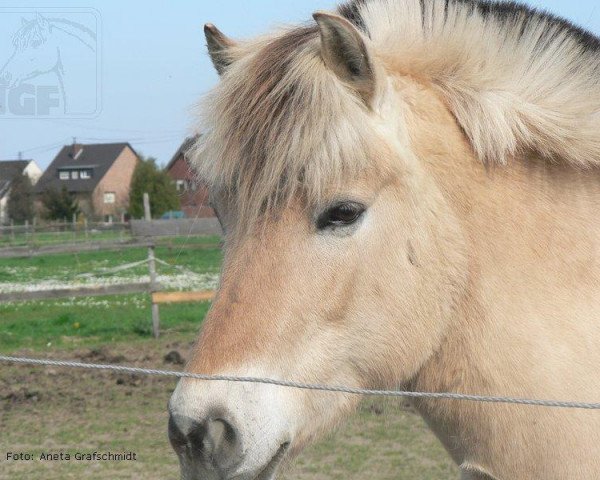 broodmare Happy Hour (Fjord Horse, 1994, from Haavard)