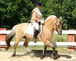 stallion Isigor (Fjord Horse, 1998, from Igor)