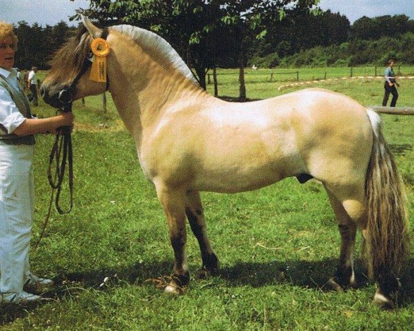 stallion Toto (Fjord Horse, 1976, from Tito)