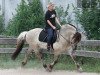 stallion Ismo (Fjord Horse, 2000, from Ingmar)