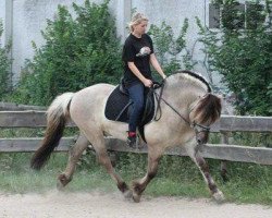 stallion Ismo (Fjord Horse, 2000, from Ingmar)