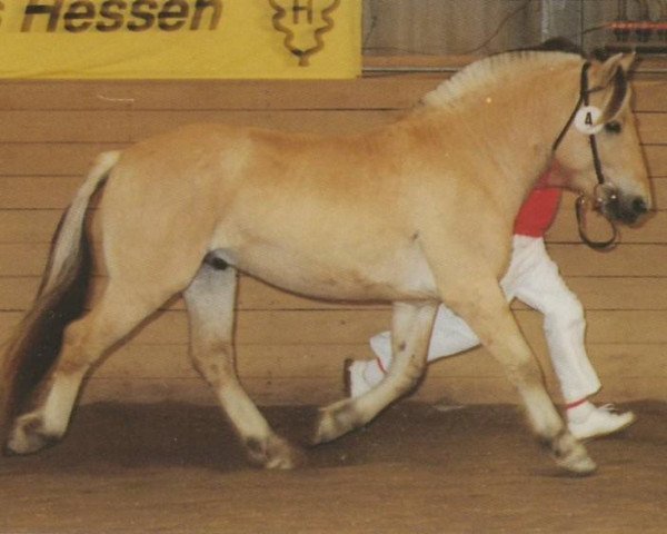 stallion Kolja Halsnæs (Fjord Horse, 1989, from Knast Halsnæs)