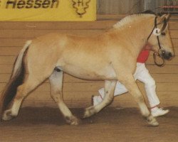 stallion Kolja Halsnæs (Fjord Horse, 1989, from Knast Halsnæs)