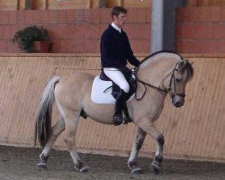 stallion Haakon von der Spechbacherhöhe (Fjord Horse, 2001, from Hover)