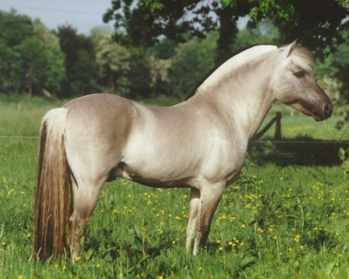 Deckhengst Haavaniko (Fjordpferd, 1990, von Haavard)