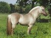 stallion Haavaniko (Fjord Horse, 1990, from Haavard)