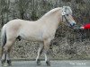 stallion Halvar (Fjord Horse, 2000, from Hover)