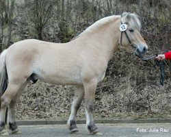 stallion Halvar (Fjord Horse, 2000, from Hover)