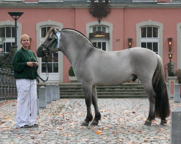 stallion Hangvar Kry (Fjord Horse, 2009, from Hauk Thun S.222)