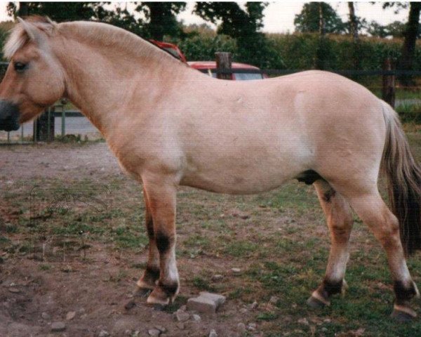 dressage horse Hannes (Fjord Horse, 1989, from Hoimar)
