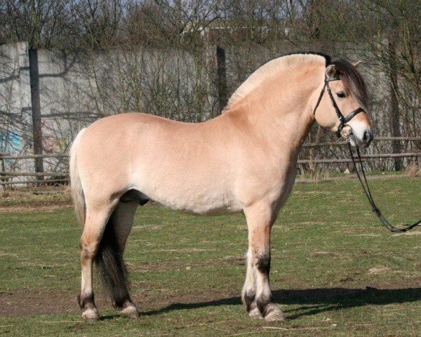 stallion Kastanjegårdens Hannibal (Fjord Horse, 2000, from Citrus Klattrup)