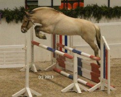 horse Haribo von Dreilinden (Fjord Horse, 2010, from Haugguten)