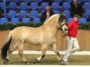 stallion Harkon (Fjord Horse, 2007, from Kastanjegårdens Hannibal)