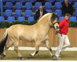 stallion Harkon (Fjord Horse, 2007, from Kastanjegårdens Hannibal)