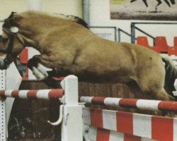 stallion Havik I (Fjord Horse, 1987, from Haavard)