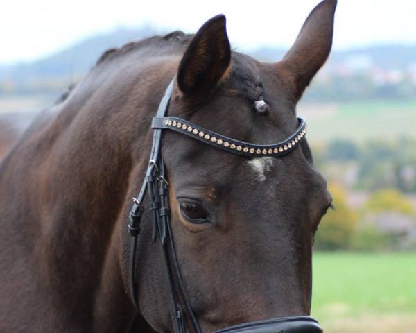 dressage horse Brentano (German Warmblood, 1998)