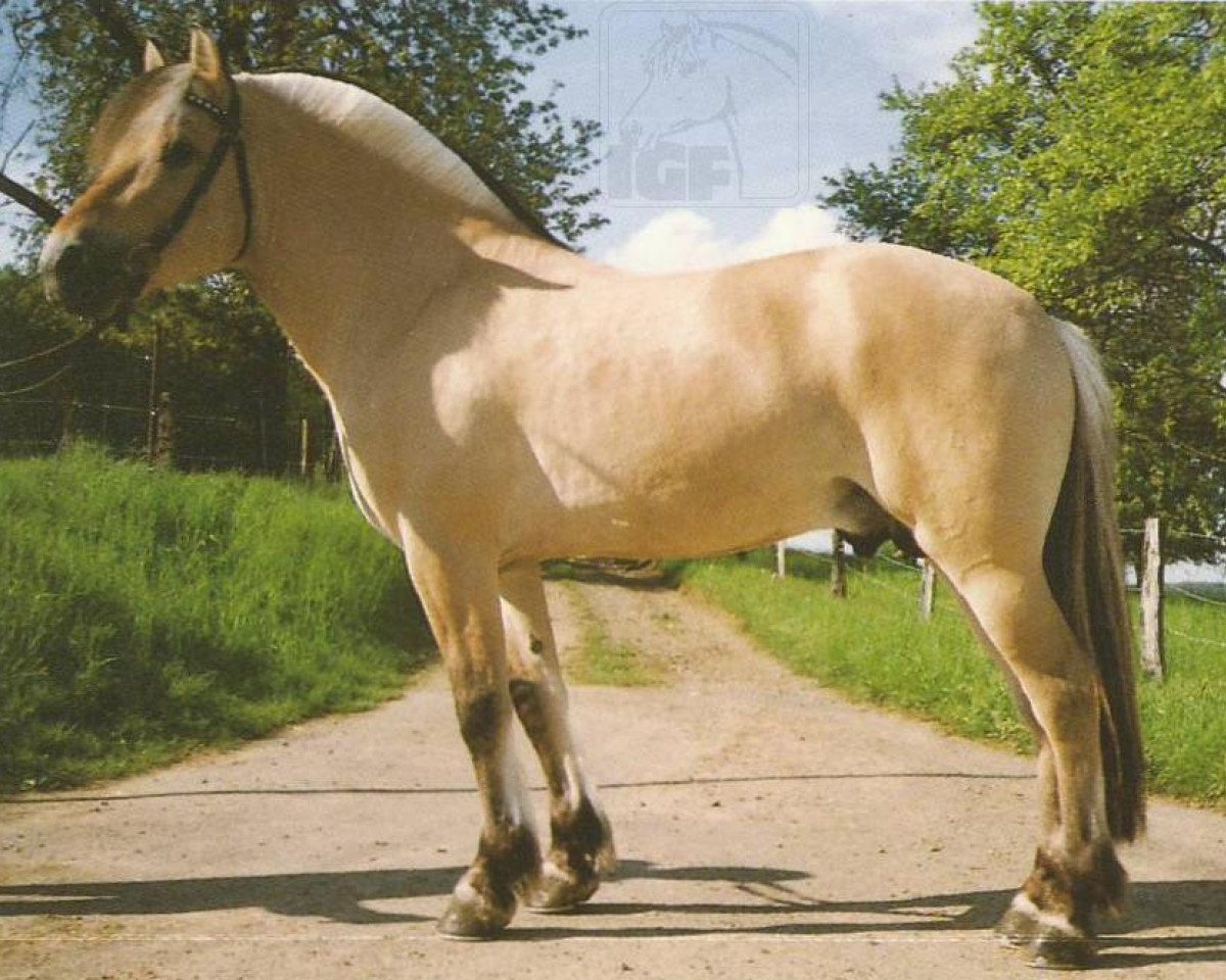 stallion Hedegardens Pascal (Fjord Horse, 1991, from Plutonikk)