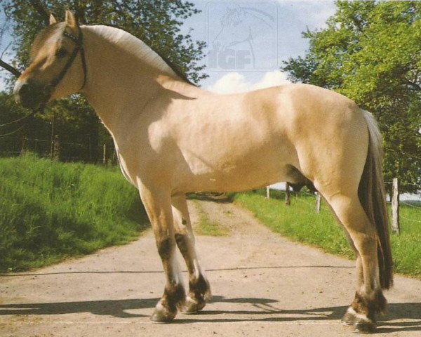 Deckhengst Hedegardens Pascal (Fjordpferd, 1991, von Plutonikk)