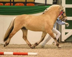 horse Heid Stanstorp (Fjord Horse, 2005, from Darwin Stanstorp)