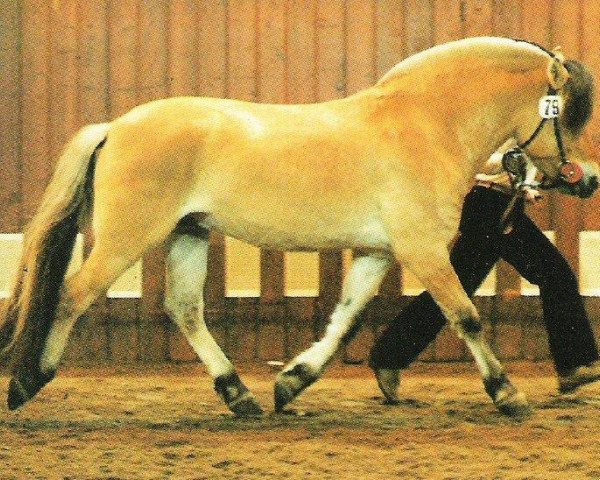 stallion Venito (Fjord Horse, 1975, from Vico)