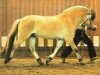 stallion Venito (Fjord Horse, 1975, from Vico)