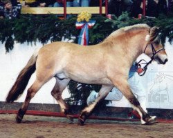 stallion Helge (Fjord Horse, 1992, from Haavard)