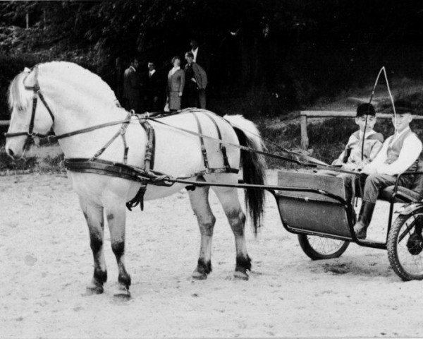 stallion Tjörn 53 (Fjord Horse, 1962, from Traudølen N.1440)