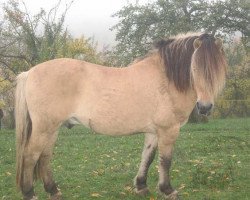 stallion Helge (Fjord Horse, 1987, from Heino F 78)