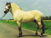 stallion Helge (Fjord Horse, 1991, from Hjesco)