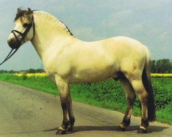 stallion Helge (Fjord Horse, 1991, from Hjesco)